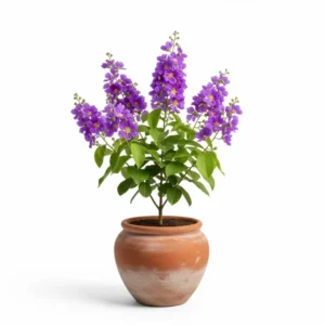 জারুল ফুলের চারা - Jarul Flower Plant - আকর্ষণীয় শোভাময় বৃক্ষ