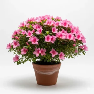 অ্যাজেলিয়া ফুলের চারা - Azalea Flower Plant | Online নার্সারি বাংলাদেশ