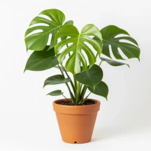 মনস্টেরা Deliciosa চারা - আপনার বাড়ীর জন্য সেরা Indoor Plant