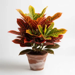 ভ্যারিগাটাম পাতাবাহার ফুলের চারা - Variegatum Pata Bahar Plant