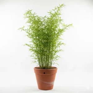 চায়না বাঁশ ফুল চারা - China Bamboo Flower Plant (দ্রুত বর্ধনশীল এবং শোভাময়)