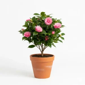 গোলাপী ক্যামেলিয়া ফুলের চারা - Pink Camellia Flower Plant (Golapi Camelia Phuler Chara)