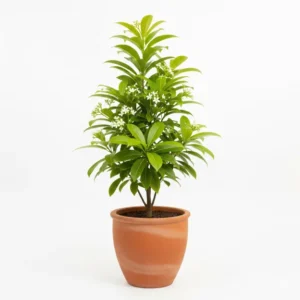 বকুল ফুলের চারা - Bakul Flower Plant | Sweet Scented Garden Delight