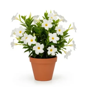 মানডেভিলা ফুলের চারা - Mandevilla Flower Plant | আকর্ষণীয় রঙের সমাহার