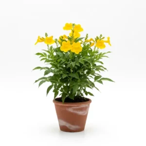 গৌরীচুরি ফুলের চারা - অনলাইনে কিনুন | Gouri Chouri Flower Plant - Buy Online