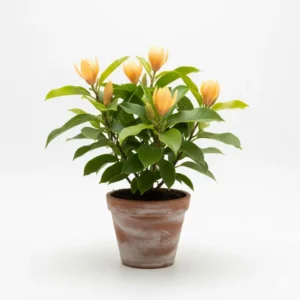 চাঁপা ফুলের চারা - Champak Flower Plant - সুগন্ধী ও আকর্ষণীয়