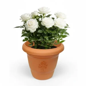 সাদা ইরানি গোলাপ চারা - White Irani Rose Plant