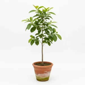 কদম ফুলের চারা - বর্ষার সৌন্দর্য আপনার বাগানে (Kadom Flower Plant)