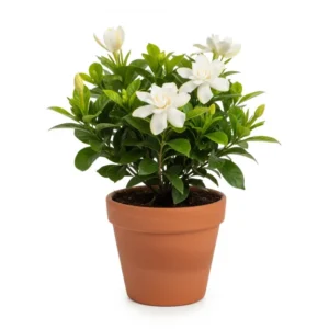 গন্ধরাজ ফুলের চারা - সুগন্ধী গার্ডেনিয়া গাছ | Gardenia Plant