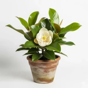 হরিঞ্চাপা ফুলের চারা - অনলাইনে কিনুন | Buy Harinchapa Flower Plant Online