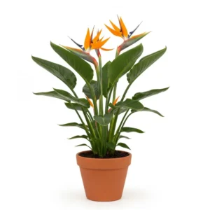 বার্ড অফ প্যারাডাইস ফুলের চারা - Bird of Paradise Flower Plant ( স্ট্রেলিটজিয়া রেজিনা )