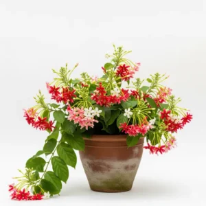 মধুমালতী ফুলের চারা - অনলাইনে কিনুন | Madhumalati Flower Plant - Buy Online