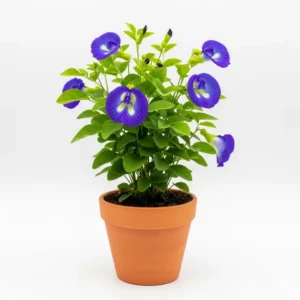 নীল অপরাজিতা ফুলের চারা - Neel Aparajita Flower Plant | Buy Online in Bangladesh