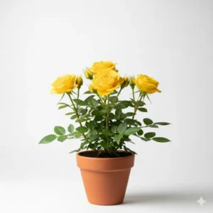 হোলুদ গোলাপ চারা - আকর্ষণীয় এবং সুগন্ধী Yellow Rose Plant